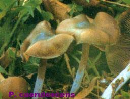 Figure 1 - Psilocybe caerulescens, une des propositions pour le Teonanacatl des Aztèques