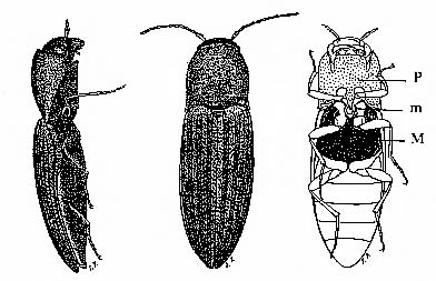 Agriotes lineatus L. (d'après Balachowski et Mesnil) p: prosternum et son apophyse (en pointillés), m : mésosternum et sa fossette (en blanc) M : métasternum (en noir) 