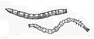 - Larves d'Élatérides. En haut : Elater ; en bas : Cardiophorus (la tête des larves est à droite).