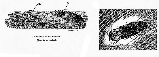 Le « Cucuyo » ou pyrophore lumineux du Mexique. A gauche : adultes (d'après Blanchard, modifié). o : organe lumineux pair ; a: organe lumineux abdominal impair ; A droite : pyrophore en action, posé sur une feuille (d'après Wigglesworth).