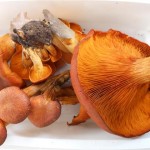 Omphalotus olearius