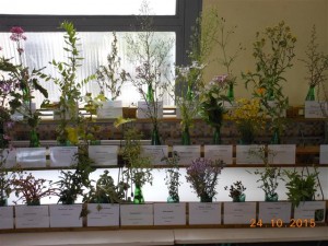 Salon 2015, une petite partie des plantes exposées