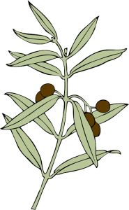 branche d'olivier